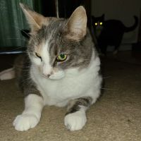 Cat Doctor ico