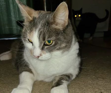 Cat Doctor