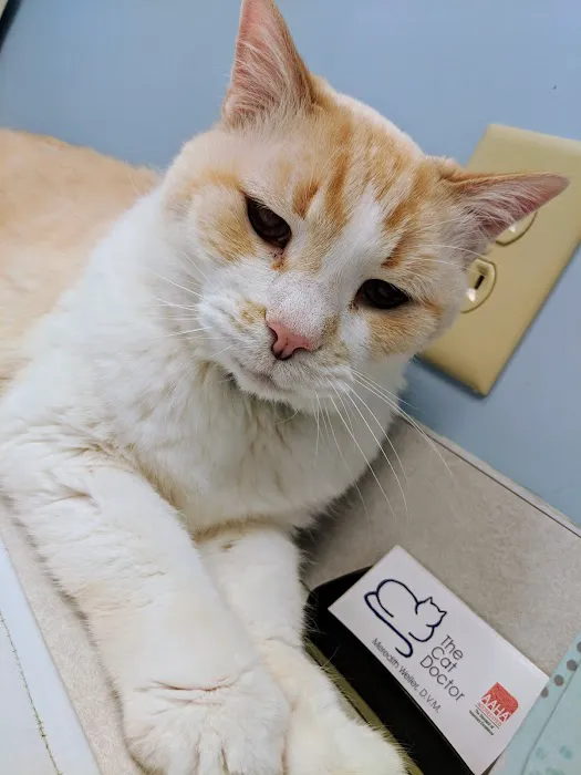 Cat Doctor Picture 10