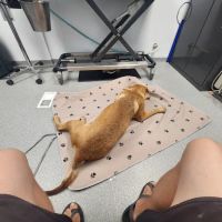 Chittenden Veterinary Clinic ico