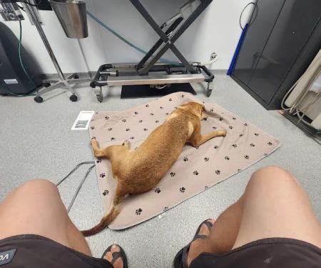 Chittenden Veterinary Clinic