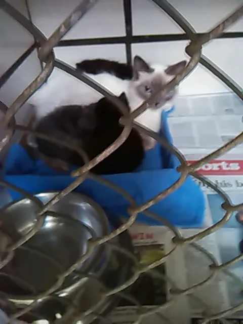 Oakland Park Animal Hospital, LLC Picture 9