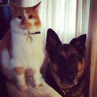 Oakland Park Animal Hospital, LLC ico