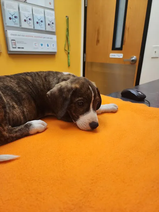 Banfield Pet Hospital Picture 1