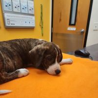 Banfield Pet Hospital ico