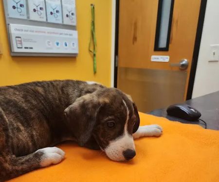 Banfield Pet Hospital