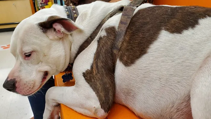 Banfield Pet Hospital Picture 7
