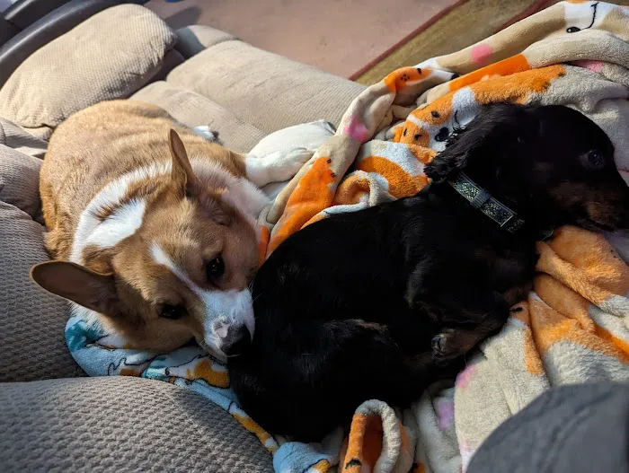 Banfield Pet Hospital Picture 10