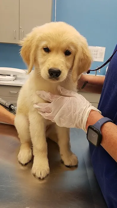 VIP Petcare Vaccination Clinic Picture 8