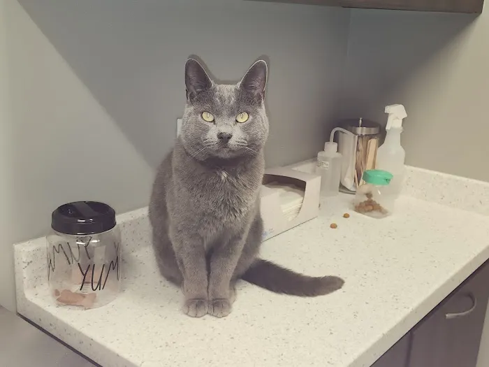 All Critters Veterinary Hospital Picture 8