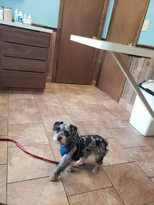 Community Veterinary Clinic Picture 7