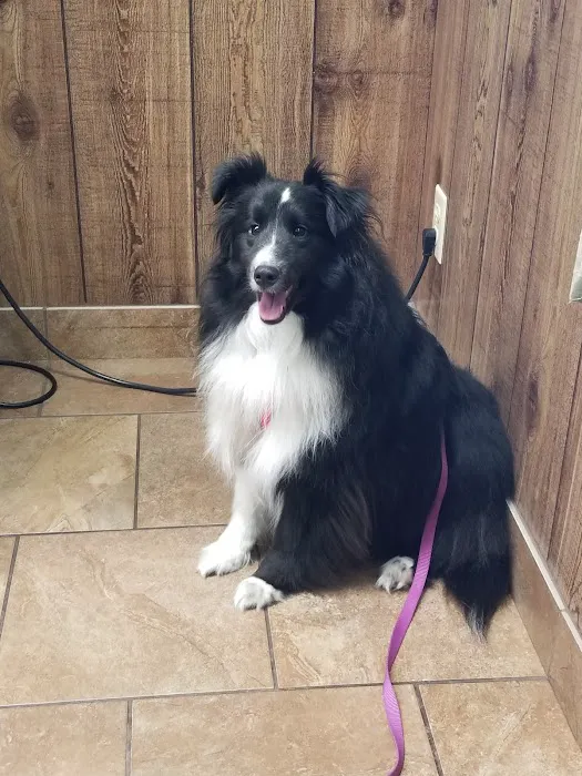Community Veterinary Clinic Picture 5