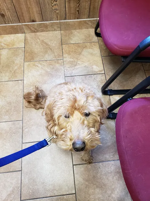 Community Veterinary Clinic Picture 8