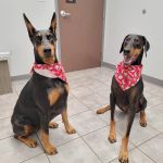 CityPets614 Animal Hospital