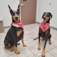 CityPets614 Animal Hospital ico