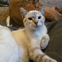 Grandview Animal Clinic ico