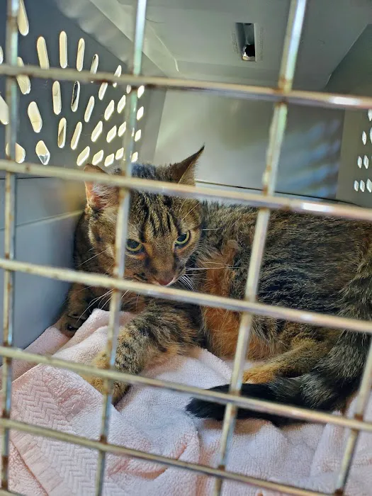 Health & Harmony Animal Hospital Picture 1