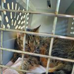 Health & Harmony Animal Hospital