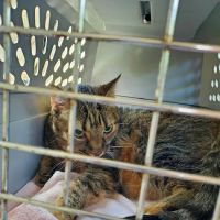 Health & Harmony Animal Hospital ico
