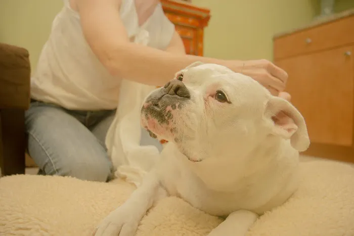 Health & Harmony Animal Hospital Picture 5