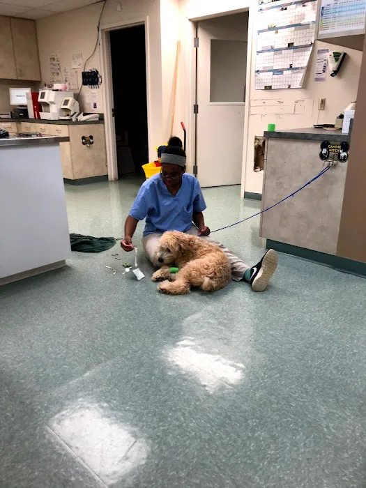 Village Gate Animal Hospital & Pet Resort Picture 1