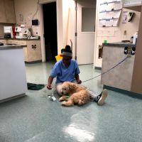 Village Gate Animal Hospital & Pet Resort ico