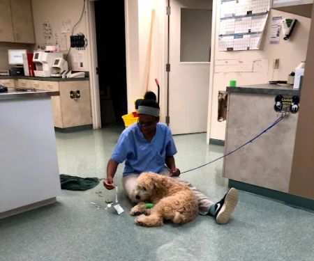 Village Gate Animal Hospital & Pet Resort