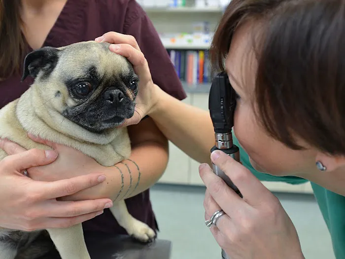 Village Gate Animal Hospital & Pet Resort Picture 7