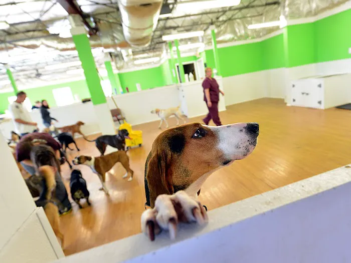 Village Gate Animal Hospital & Pet Resort Picture 8