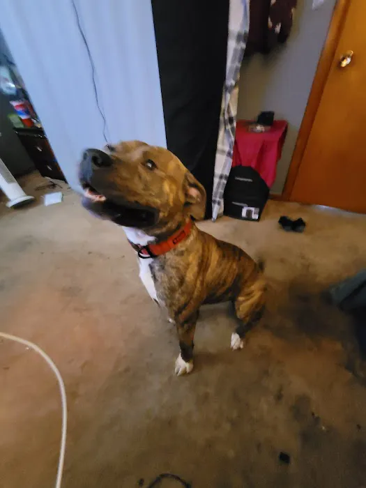 Whetstone Animal Hospital LLC Picture 7