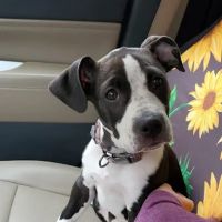 Whetstone Animal Hospital LLC ico