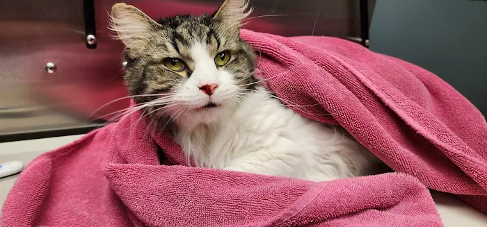 Erica Schieber, DVM at Bucyrus Veterinary Services Picture 2