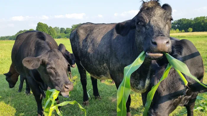 Erica Schieber, DVM at Bucyrus Veterinary Services Picture 7