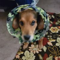 Countryside Veterinary Clinic ico