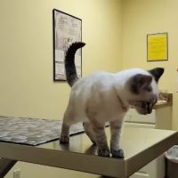 Galion Veterinary Hospital ico