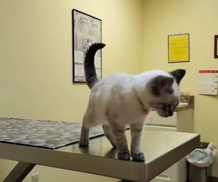 Galion Veterinary Hospital