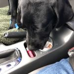 Horizon Animal Hospital