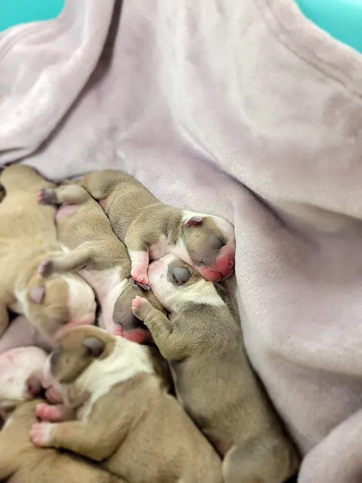 Horizon Animal Hospital Picture 3