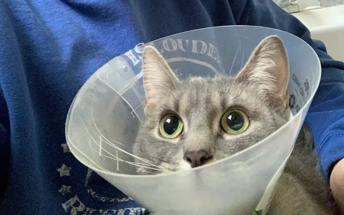 Mohawk Animal Hospital Picture 1