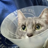 Mohawk Animal Hospital ico