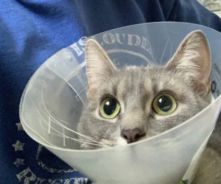 Mohawk Animal Hospital