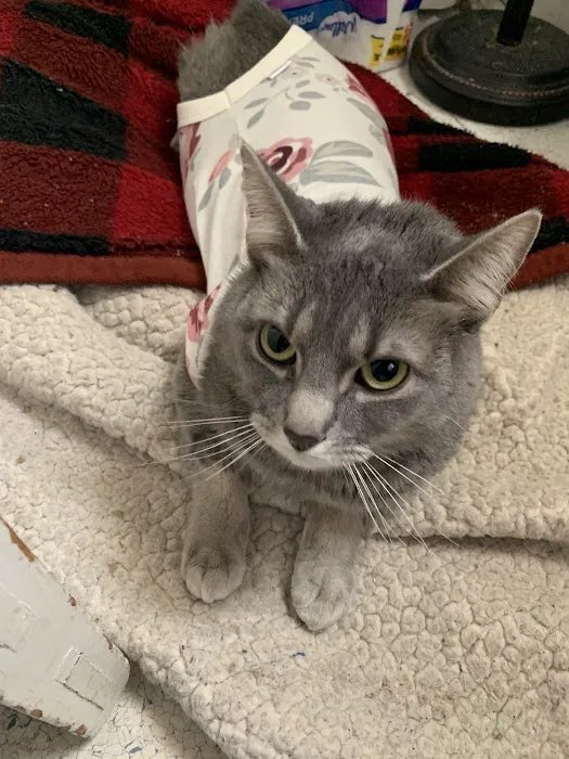 Mohawk Animal Hospital Picture 4
