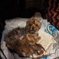 Edenwood Veterinary Clinic ico