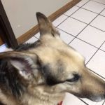 Mc Clung's Animal Hospital: Burger Ryan DVM