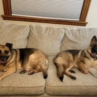 VCA Dog and Cat Hospital of Tiffin ico