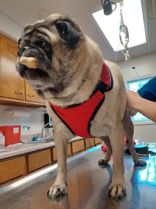 VCA Dog and Cat Hospital of Tiffin Picture 9