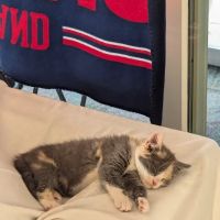 Animal Hospital of Tiffin LLC ico