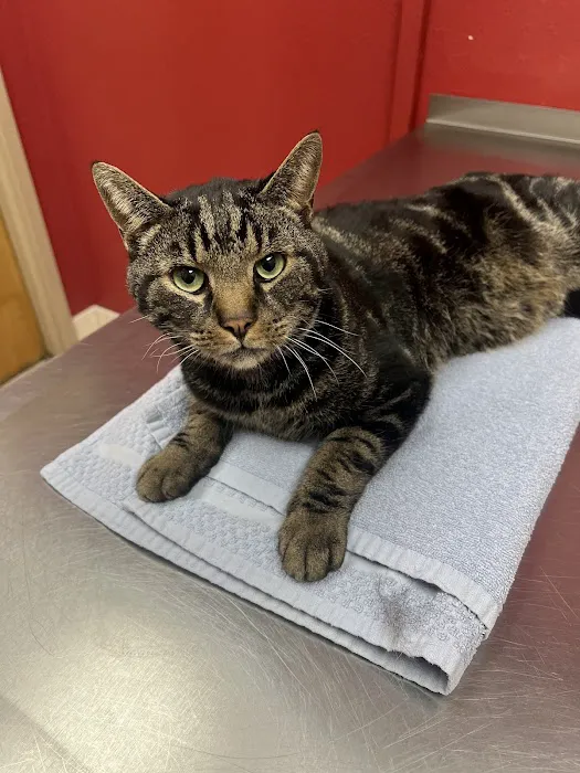 Animal Hospital of Tiffin LLC Picture 8