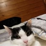 Fremont Animal Hospital