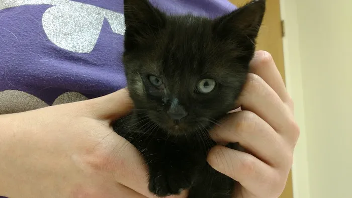 Fremont Animal Hospital Picture 7